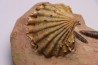 CTENOSTREON RUGOSUM (Smith) et belemnites Acrocoelites aalenien Belmont - FRANCE