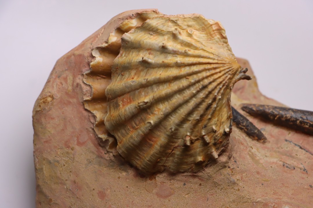 CTENOSTREON RUGOSUM (Smith)  et belemnites Acrocoelites   aalenien  Belmont - FRANCE