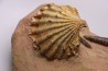 CTENOSTREON RUGOSUM (Smith)  et belemnites Acrocoelites   aalenien  Belmont - FRANCE