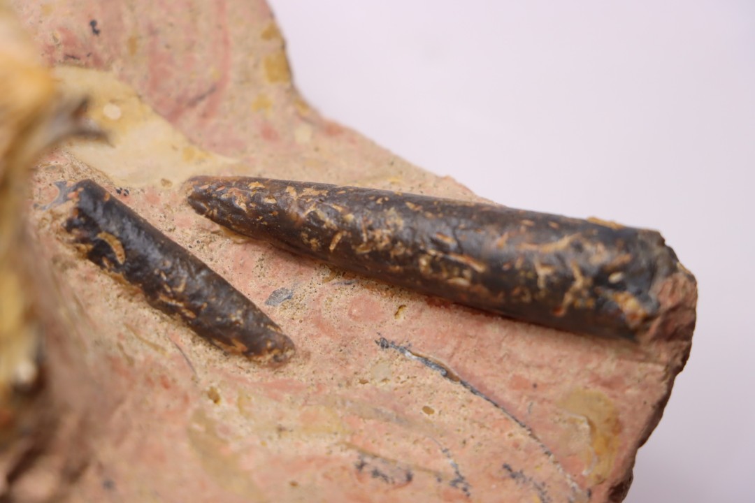 CTENOSTREON RUGOSUM (Smith)  et belemnites Acrocoelites   aalenien  Belmont - FRANCE
