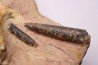 CTENOSTREON RUGOSUM (Smith)  et belemnites Acrocoelites   aalenien  Belmont - FRANCE