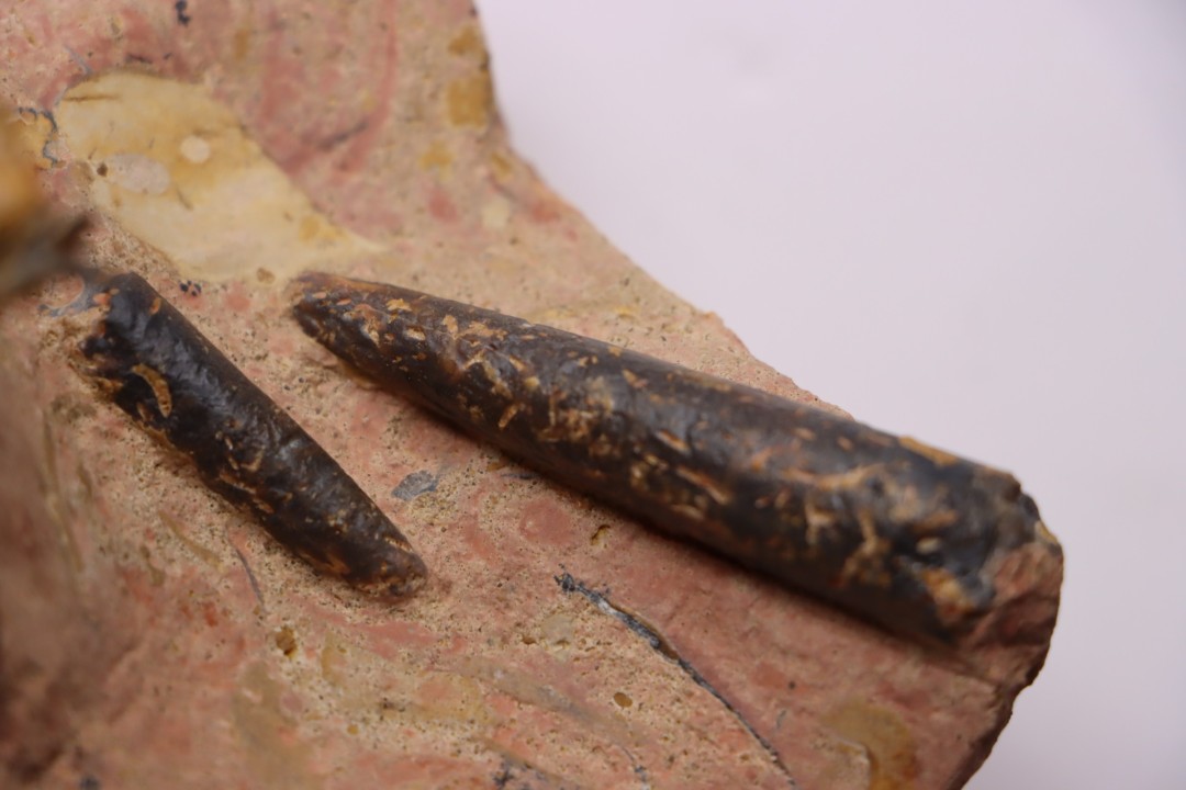 CTENOSTREON RUGOSUM (Smith)  et belemnites Acrocoelites   aalenien  Belmont - FRANCE