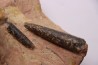 CTENOSTREON RUGOSUM (Smith) et belemnites Acrocoelites aalenien Belmont - FRANCE