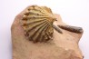 CTENOSTREON RUGOSUM (Smith)  et belemnites Acrocoelites   aalenien  Belmont - FRANCE