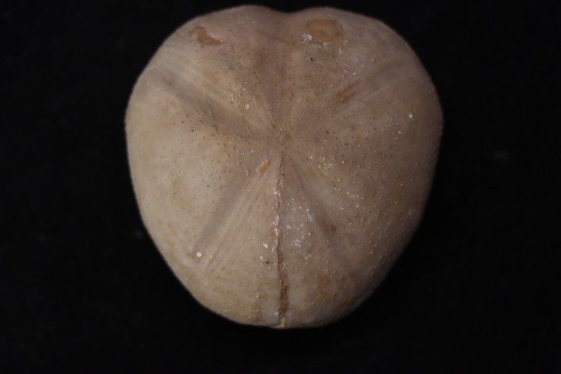 Macraster roberti var ovata albien - L cretaceous Duck creek formation Grayson co, Texas, USA