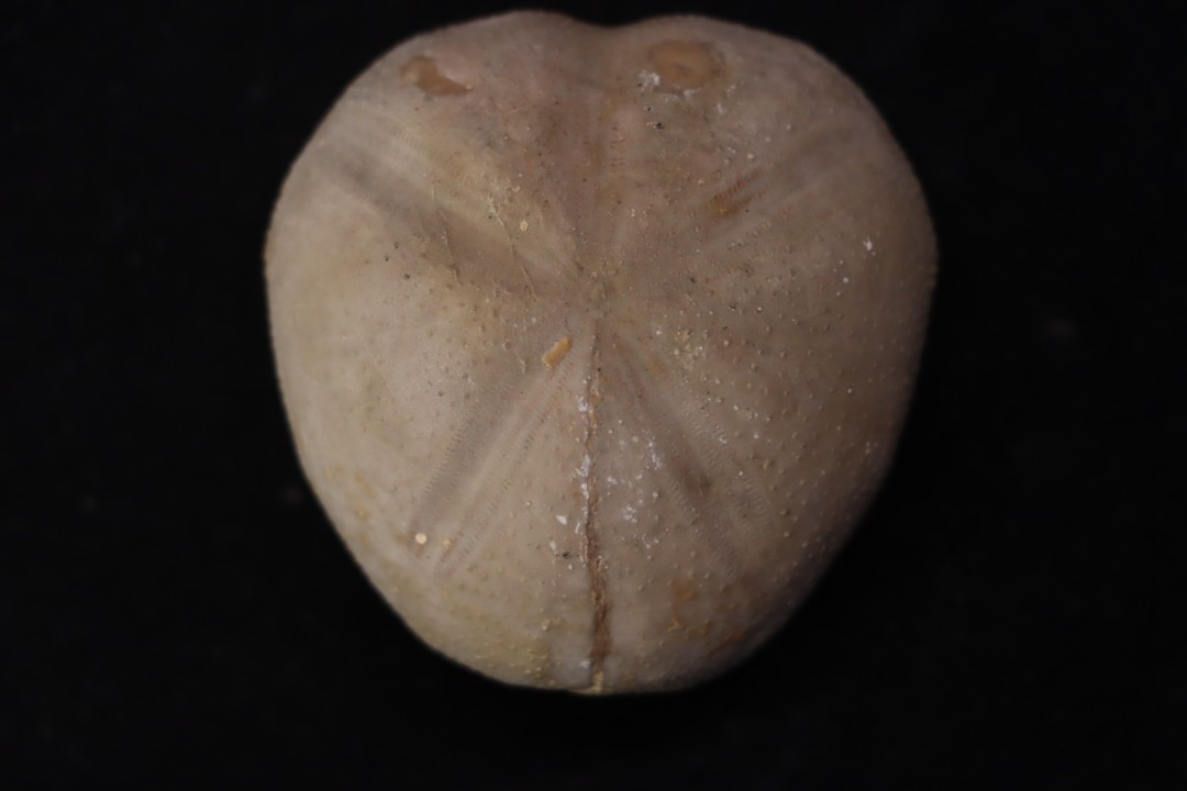 Macraster roberti var ovata albien - L cretaceous Duck creek formation Grayson co, Texas, USA