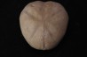 Macraster roberti var ovata albien - L cretaceous Duck creek formation Grayson co, Texas, USA