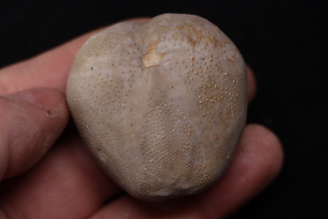 Macraster roberti var ovata albien - L cretaceous Duck creek formation Grayson co, Texas, USA