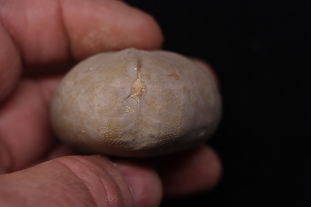 Macraster roberti var ovata albien - L cretaceous Duck creek formation Grayson co, Texas, USA