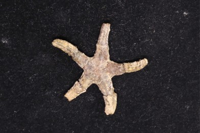 Denebia americana Cretaceous paw paw Fmt Tuland's Farm, Argyle, Texas - USA