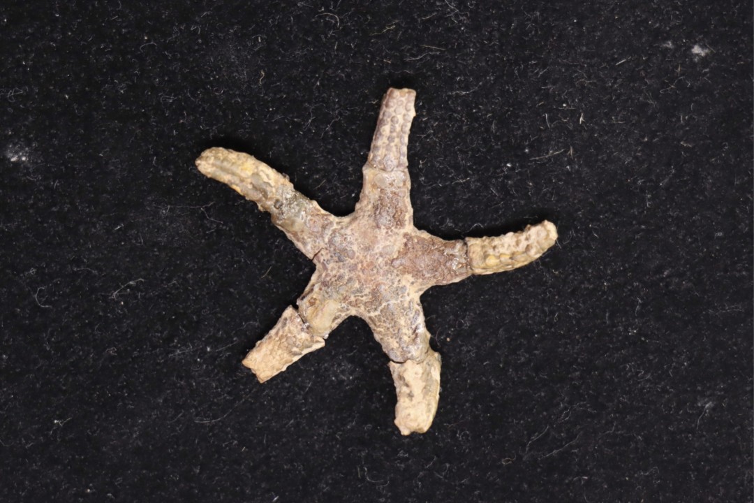 Denebia americana Cretaceous paw paw Fmt Tuland's Farm, Argyle, Texas - USA