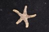 Denebia americana Cretaceous paw paw Fmt Tuland's Farm, Argyle, Texas - USA