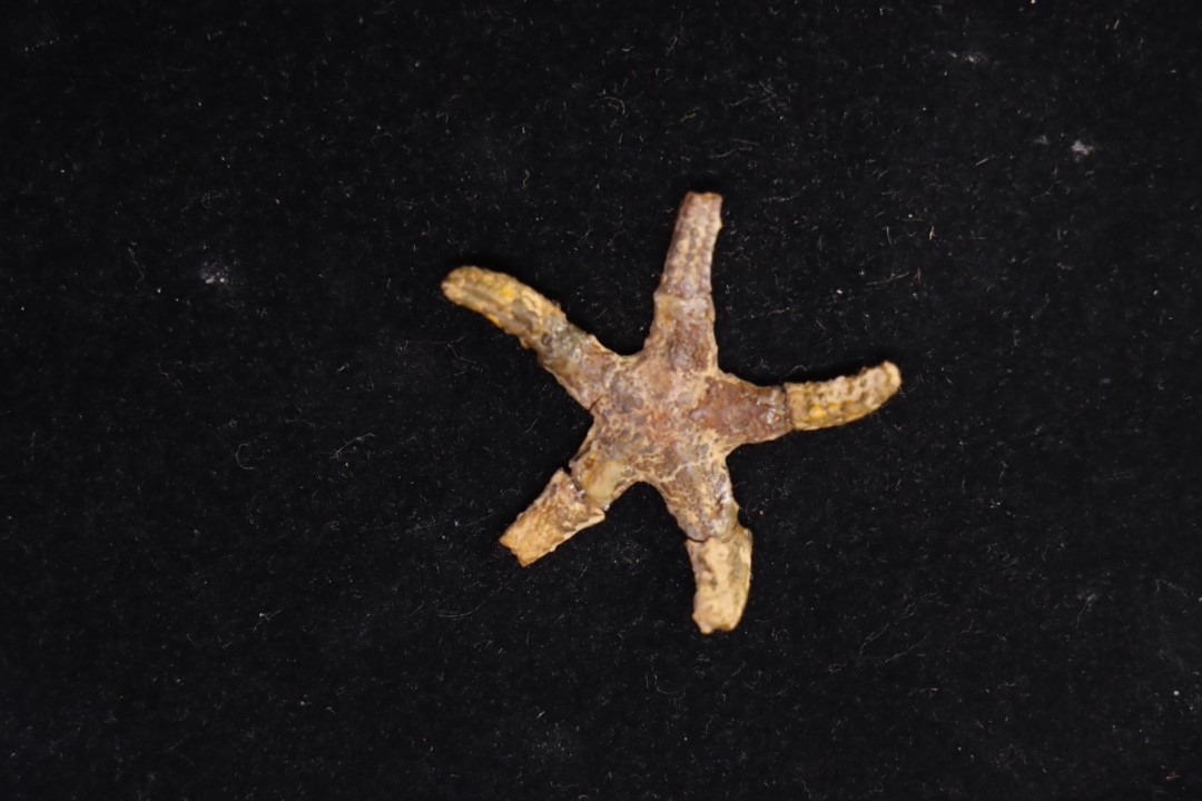 Denebia americana Cretaceous paw paw Fmt Tuland's Farm, Argyle, Texas - USA