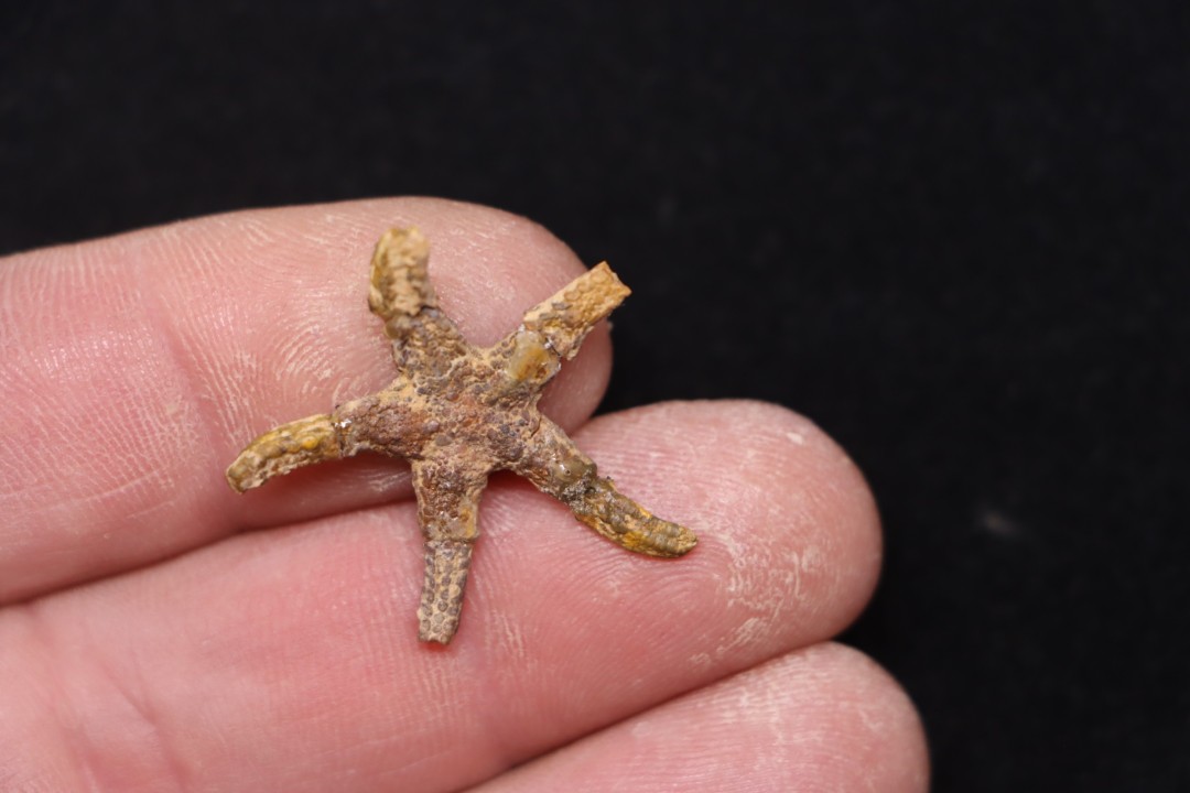 Denebia americana Cretaceous paw paw Fmt Tuland's Farm, Argyle, Texas - USA