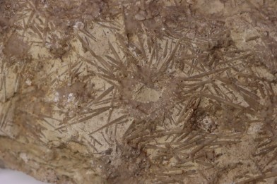 ARCHAEOCIDARIS ALIQUANTULA  Mississippian - CARBONIFEROUS  Gilmore City Formation  Gilmore City, Iowa - USA