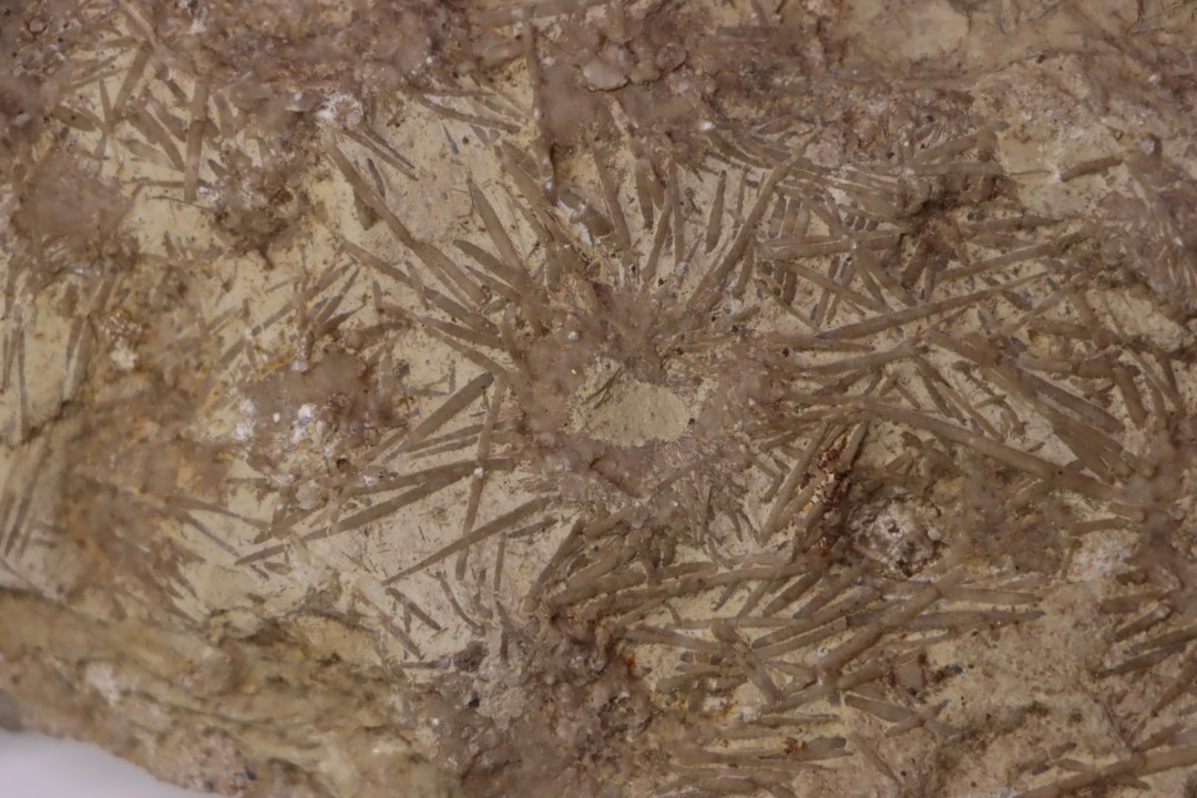ARCHAEOCIDARIS ALIQUANTULA  Mississippian - CARBONIFEROUS  Gilmore City Formation  Gilmore City, Iowa - USA