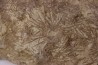 ARCHAEOCIDARIS ALIQUANTULA  Mississippian - CARBONIFEROUS  Gilmore City Formation  Gilmore City, Iowa - USA
