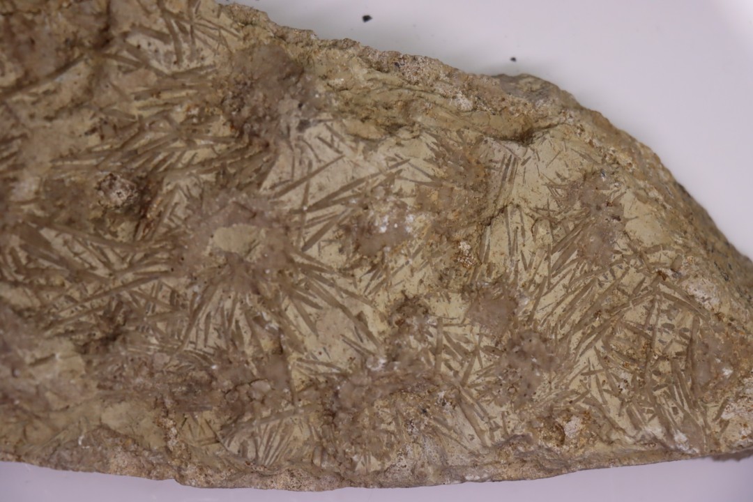 ARCHAEOCIDARIS ALIQUANTULA  Mississippian - CARBONIFEROUS  Gilmore City Formation  Gilmore City, Iowa - USA
