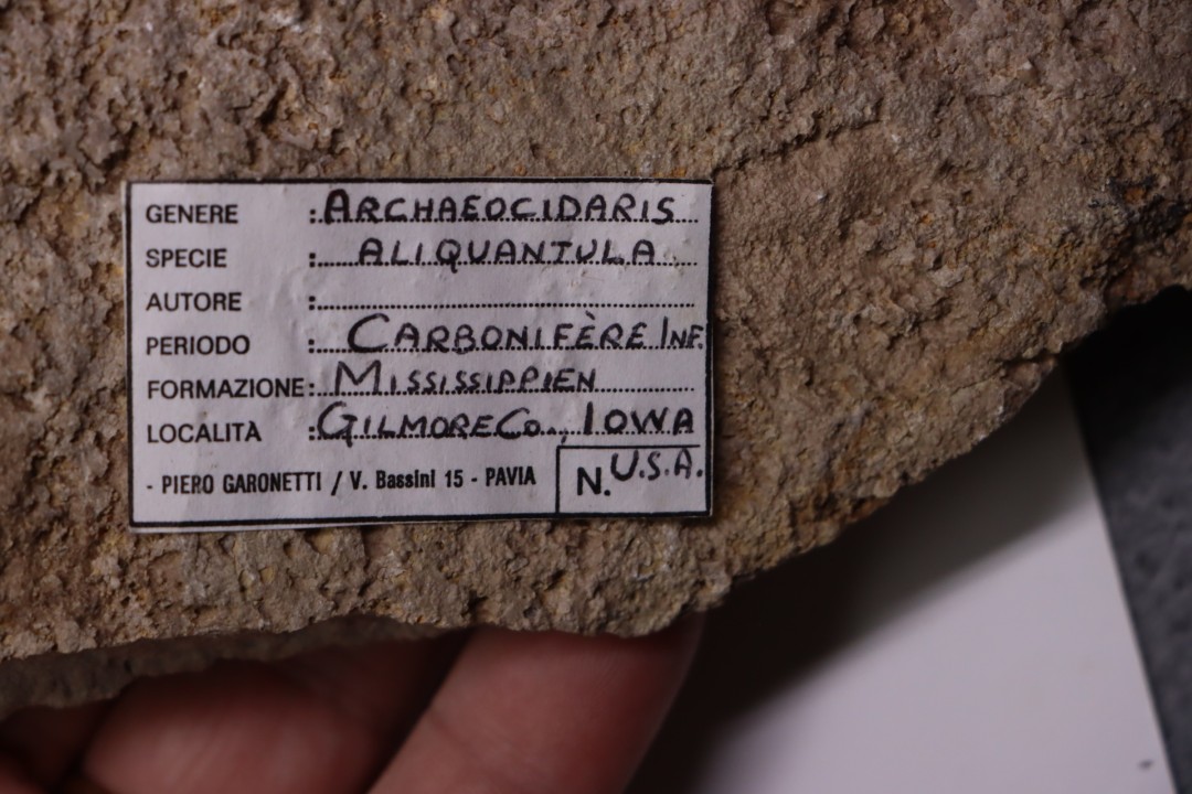 ARCHAEOCIDARIS ALIQUANTULA  Mississippien - CARBONIFERE  Gilmore City Formation  Gilmore City, Iowa - USA