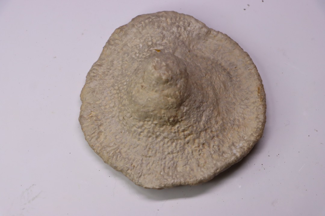 Heteropora sp. jurassique Cosne, 42, FRANCE