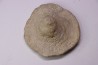 Heteropora sp. jurassique Cosne, 42, FRANCE