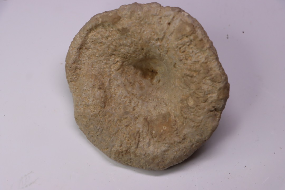 Heteropora sp. jurassique Cosne, 42, FRANCE