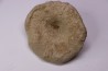 Heteropora sp. jurassique Cosne, 42, FRANCE