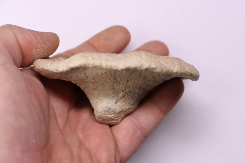 Heteropora sp. jurassique Cosne, 42, FRANCE