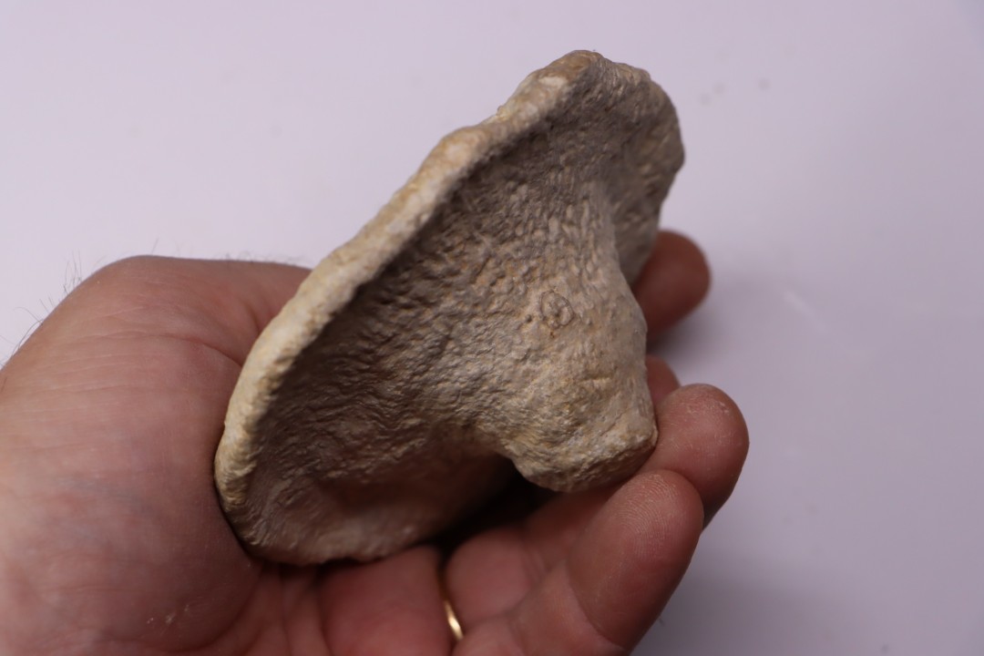 Heteropora sp. jurassique Cosne, 42, FRANCE