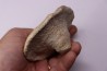 Heteropora sp. jurassique Cosne, 42, FRANCE