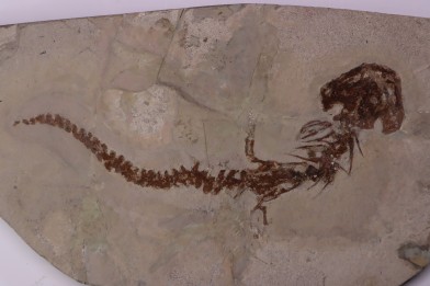 Chelotriturus paradoxus - Miocene moyen - Gacko formation - Gracanica, Bosnie