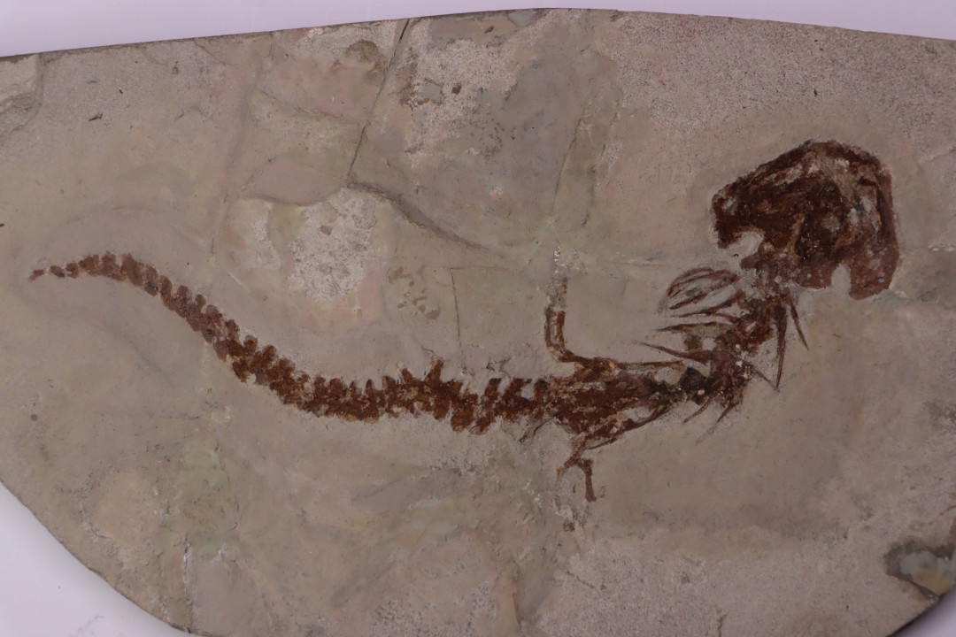 Chelotriturus paradoxus - Miocene moyen - Gacko formation - Gracanica, Bosnie