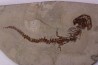 Chelotriturus paradoxus - Early Middle Miocene - Gacko formation - Gracanica, Bosnia