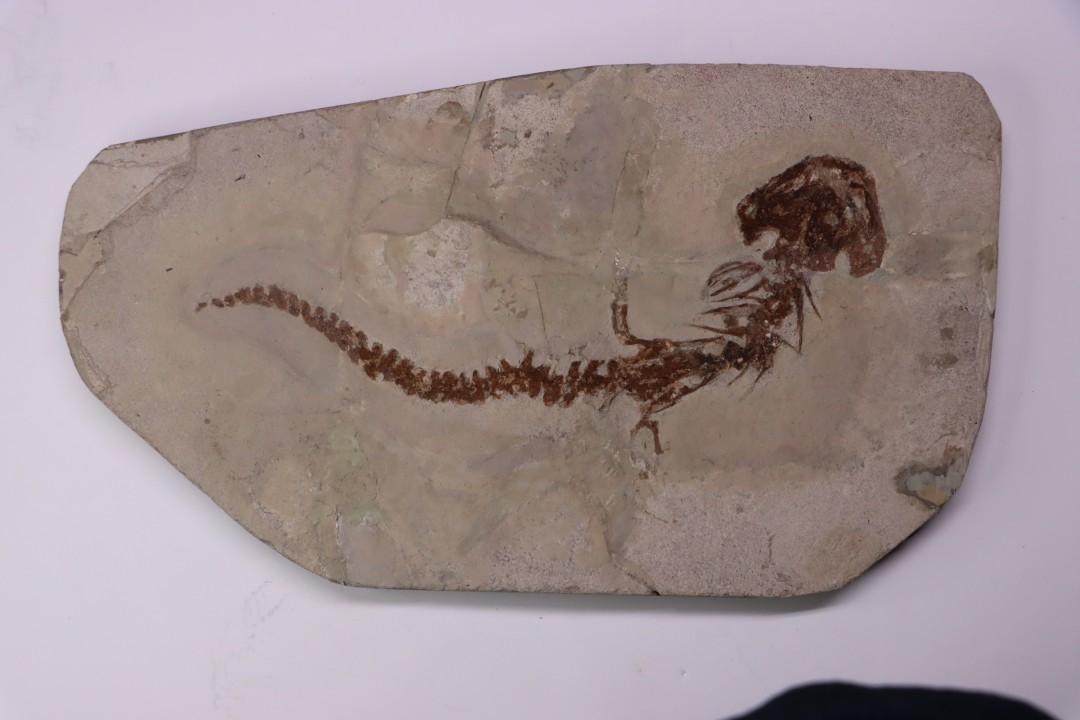 Chelotriturus paradoxus - Miocene moyen - Gacko formation - Gracanica, Bosnie