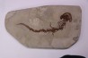 Chelotriturus paradoxus - Early Middle Miocene - Gacko formation - Gracanica, Bosnia