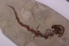 Chelotriturus paradoxus - Early Middle Miocene - Gacko formation - Gracanica, Bosnia