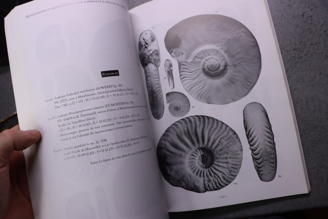 Rulleau  Biostratigraphie Et Paléontologie Du Lias Supérieur Et Du Dogger de La Région Lyonnaise  382 pages  2006 -