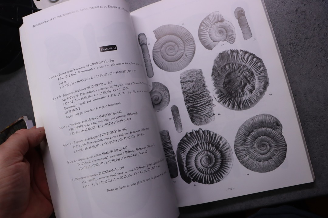 Rulleau  Biostratigraphie Et Paléontologie Du Lias Supérieur Et Du Dogger de La Région Lyonnaise  382 pages  2006 -