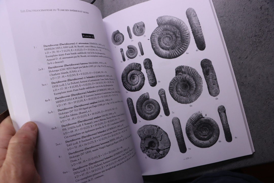 Rulleau & alii Les Dactylioceratidae du Toarcien inférieur et moyen: Une famille cosmopolite  - 2013