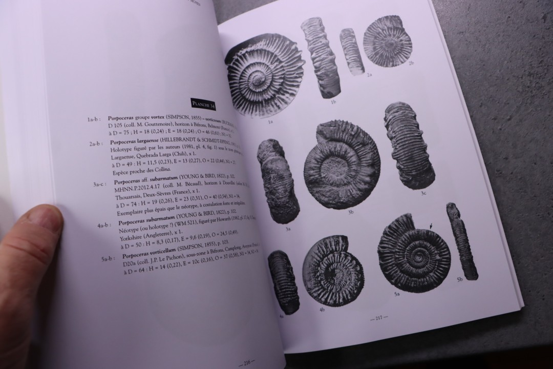 Rulleau & alii Les Dactylioceratidae du Toarcien inférieur et moyen: Une famille cosmopolite  - 2013