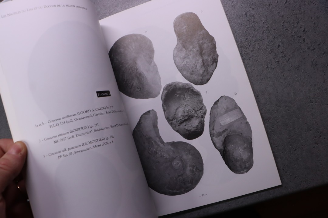 Rulleau Les nautiles du lias et du dogger de la région lyonnaise 150 pages 2008