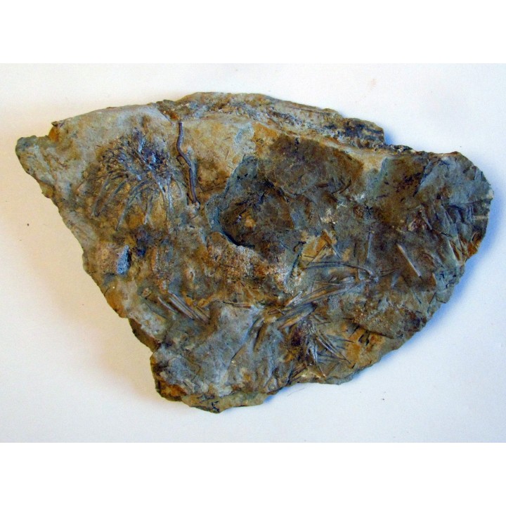 ARCHAEOCIDARIS ALIQUANTULA (1)