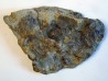 ARCHAEOCIDARIS ALIQUANTULA (1)