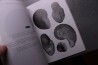 Rulleau Biostratigraphie et paléontologie de la région lyonnaise: Tome 2, Du socle au Lias moyen 230 pages 2007