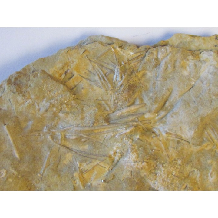 ARCHAEOCIDARIS ALIQUANTULA (1)
