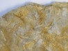 ARCHAEOCIDARIS ALIQUANTULA (1)