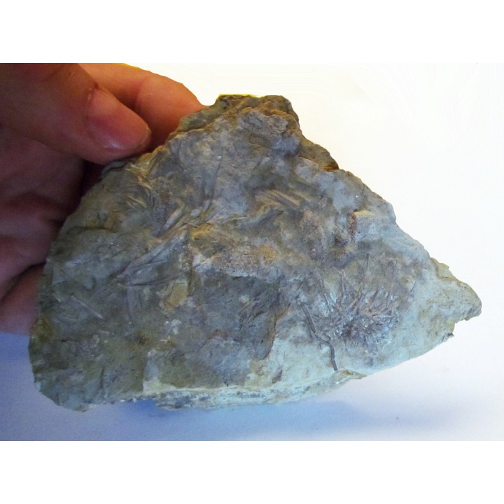 ARCHAEOCIDARIS ALIQUANTULA (1)
