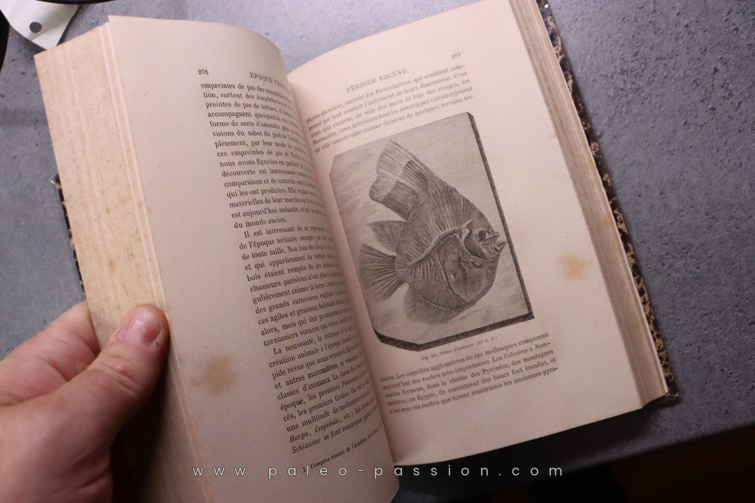 La terre avant le déluge  Louis Figuier  472 pages 1864