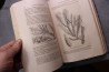 La terre avant le déluge  Louis Figuier  472 pages 1864
