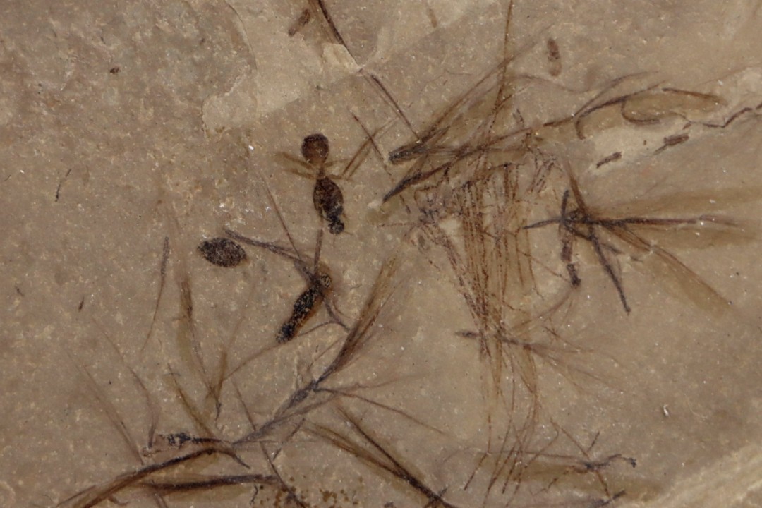 Insecte and seeds:  insecte and comose seeds éocène green river fmt Uintah county - Utah - USA